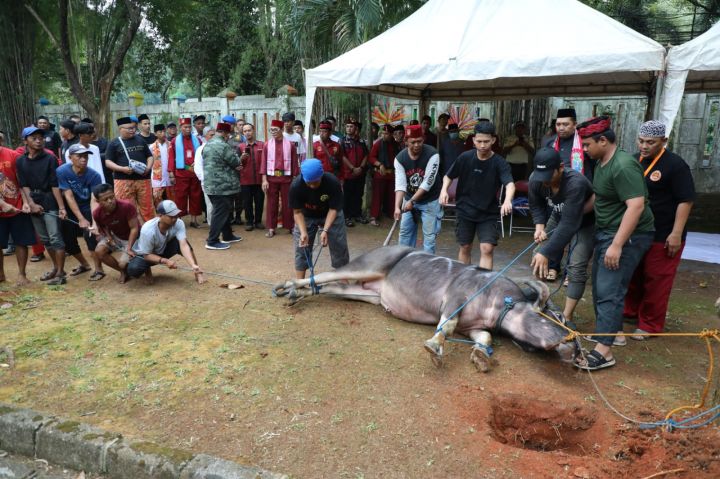 Tradisi Kebo Andil Jelang Lebaran di Depok, Warga Patungan Sebagai Simbol Kebersamaan