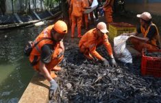 10 Dampak Negatif Konsumsi Ikan Sapu-Sapu, Risiko Infeksi Parasit pada Tubuh