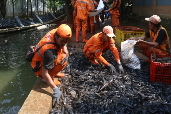 10 Dampak Negatif Konsumsi Ikan Sapu-Sapu, Risiko Infeksi Parasit pada Tubuh