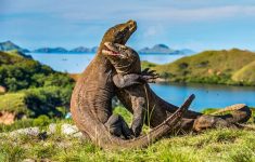 Pria Curi Komodo di Labuan Bajo Tertangkap, 2 Pelaku Terlibat Jaringan Perdagangan Satwa Dilindungi