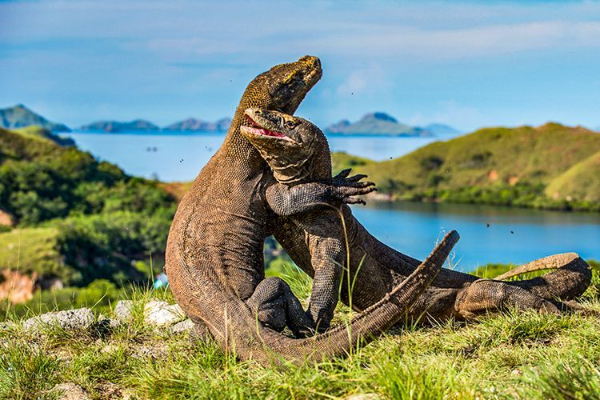 Pria Curi Komodo di Labuan Bajo Tertangkap, 2 Pelaku Terlibat Jaringan Perdagangan Satwa Dilindungi