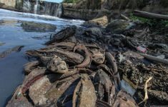 Ikan Sapu-Sapu di PHB Setu Babakan Berhasil Ditangkap, Total Ada 3 Ton