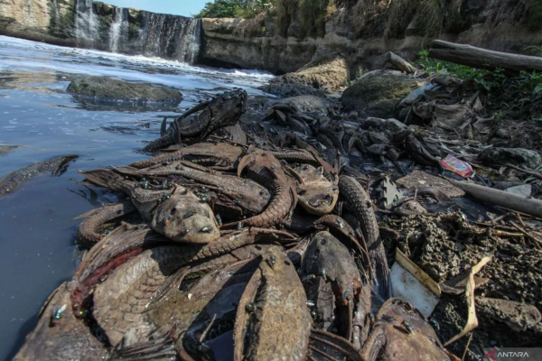 Ikan Sapu-Sapu di PHB Setu Babakan Berhasil Ditangkap, Total Ada 3 Ton