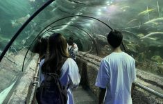 Pengunjung Ancol Dievaskuasi Saat Pemadaman Listrik Jakarta, Sea World Gelap Gulita