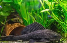 Sekumpulan Ikan Sapu-Sapu di Bundaran HI Ditangkap, Petugas: Dibasmi Karena Sedang Bertelur