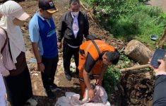 Ini Cara Pemprov DKI Musnahkan Ikan Sapu-Sapu, Dipastikan Mati Dulu Baru Dikubur