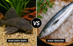 Cara Membedakan Siomay Ikan Sapu-sapu dan Tenggiri