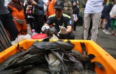 Terlanjur Konsumsi Siomai Ikan Sapu-sapu