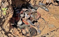 Daftar Lokasi Operasi Penangkapan Ikan Sapu-Sapu di Jakarta