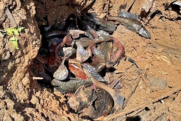 Daftar Lokasi Operasi Penangkapan Ikan Sapu-Sapu di Jakarta