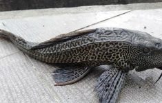 Pemprov DKI Tegas Tangani Ikan Sapu-Sapu