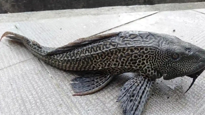 Pemprov DKI Tegas Tangani Ikan Sapu-Sapu