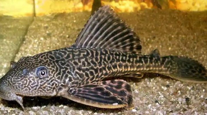 Pemprov DKI Kaji Inovasi Pengolahan Ikan Sapu-Sapu