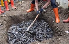 Penanganan Ikan Sapu-Sapu Dikritik MUI