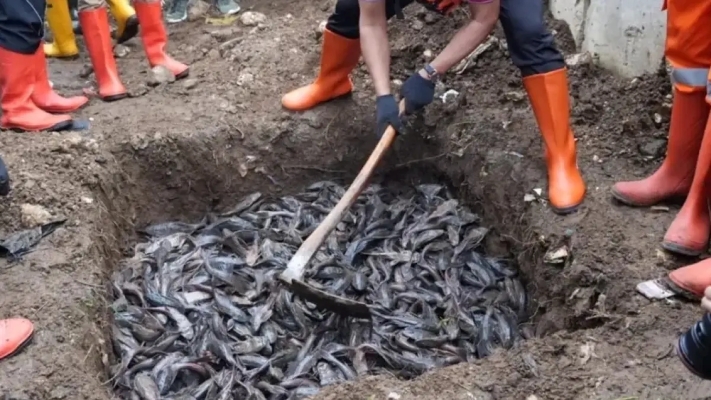 Penanganan Ikan Sapu-Sapu Dikritik MUI