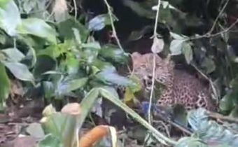Macan Tutul Terjerat di Gunung Mas Cisarua, Diduga Turun Gunung Karena Kehabisan Mangsa