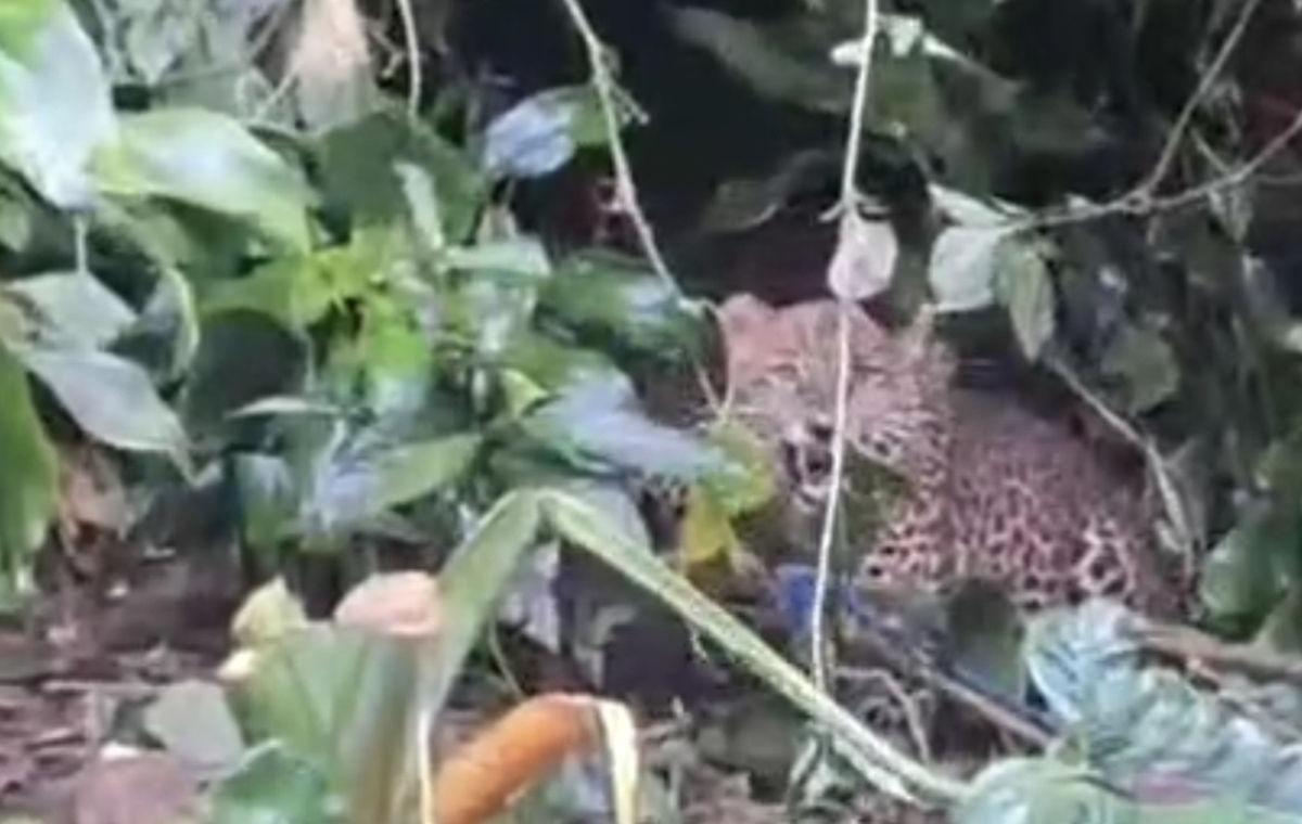 Macan Tutul Terjerat di Gunung Mas Cisarua, Diduga Turun Gunung Karena Kehabisan Mangsa