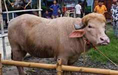 Viral Kerbau Albino Mirip Donald Trump di Bangladesh