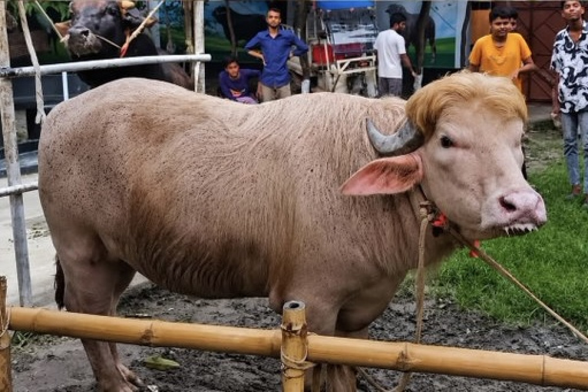 Viral Kerbau Albino Mirip Donald Trump di Bangladesh