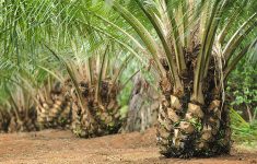 Harga Sawit Plasma di Riau Turun