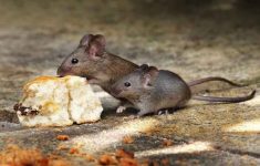 Cara Mencegah Wabah Hantavirus, Wajib Tahu Penyebab dan Gejalanya