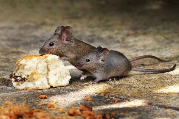 Cara Mencegah Wabah Hantavirus, Wajib Tahu Penyebab dan Gejalanya
