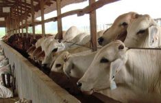 Antisipasi Krisis Pasokan di Jakarta, Dharma Jaya Kebut Impor 7.500 Sapi dari Australia