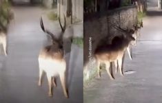 Viral Kawanan Rusa 'Hadang' Pemotor di Depok, Warganet Sebut Jalan ke Narnia
