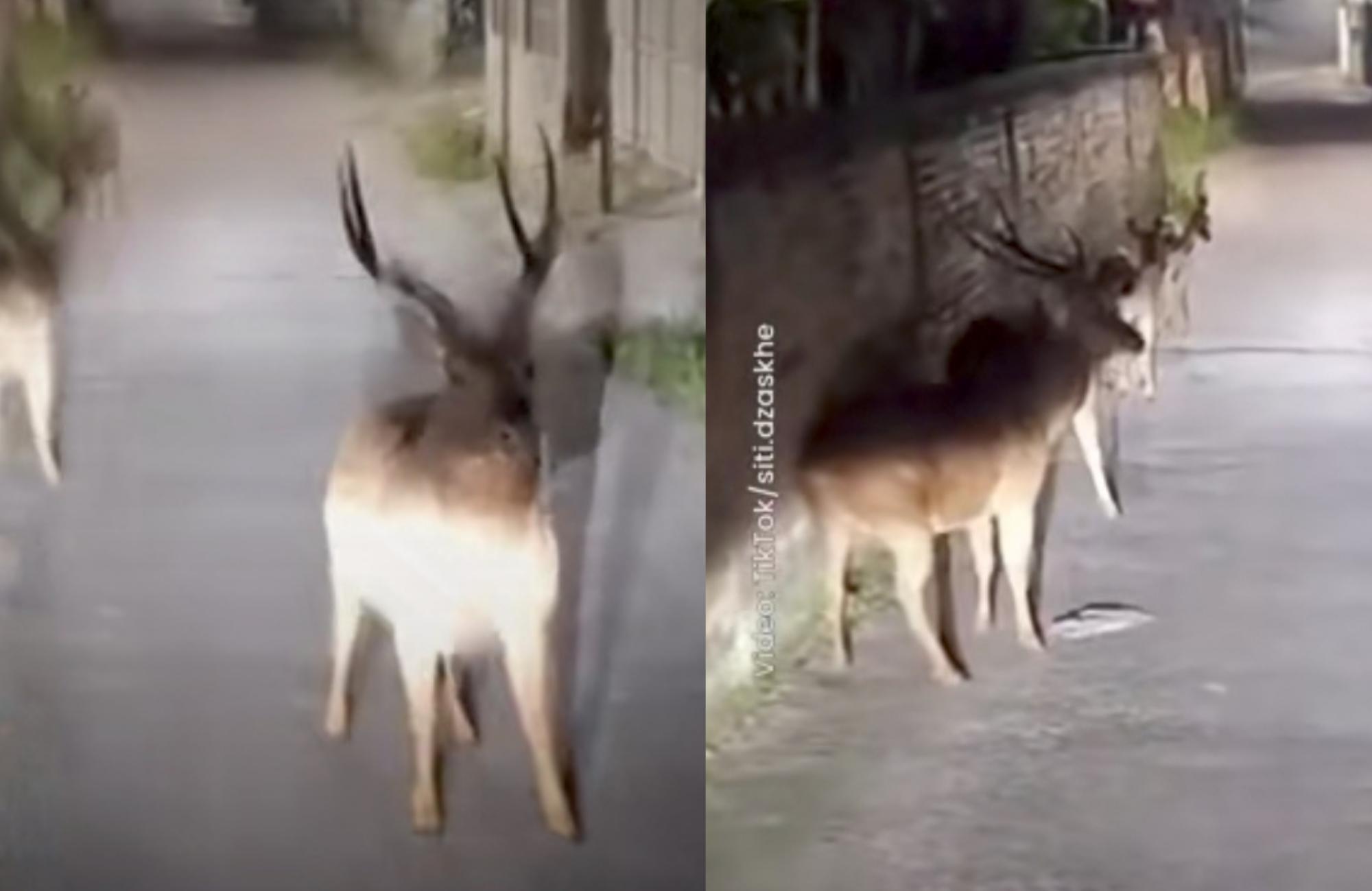 Viral Kawanan Rusa 'Hadang' Pemotor di Depok, Warganet Sebut Jalan ke Narnia