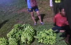 Curi 5 Tandan Pisang di Cileungsi, Pedagang Tanaman Babak Belur Diamuk Massa