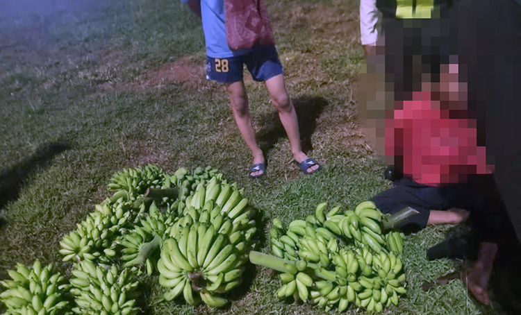 Curi 5 Tandan Pisang di Cileungsi, Pedagang Tanaman Babak Belur Diamuk Massa