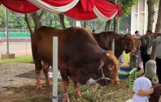 Hewan Kurban di Jakarta Mulai di Awasi Ketat, KPKP DKI Cek Kesehatan dan Dokumen