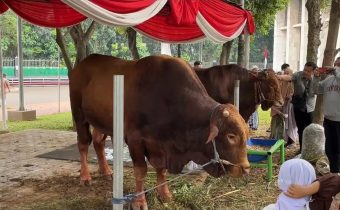 Hewan Kurban di Jakarta Mulai di Awasi Ketat, KPKP DKI Cek Kesehatan dan Dokumen