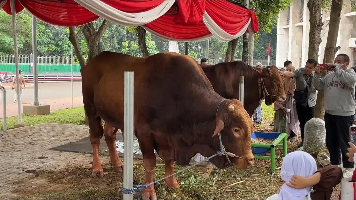 Hewan Kurban di Jakarta Mulai di Awasi Ketat, KPKP DKI Cek Kesehatan dan Dokumen