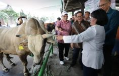 Pramono Pastikan Harga Hewan Kurban di Jakarta Stabil Jelang Iduladha 2026