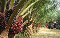 Loker Sawit 2026 Dibuka! Wilmar Group Cari Kandidat untuk Sumatera dan Kalimantan, Ini Cara Daftarnya