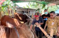 Sudin KPKP Jaksel Perketat Pengawasan Hewan Kurban, 163 Petugas Diterjunkan
