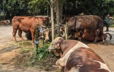 Prabowo Salurkan 109 Hewan Kurban untuk Warga di Bogor, Daging Dibagikan ke 34 Ribu Penerima