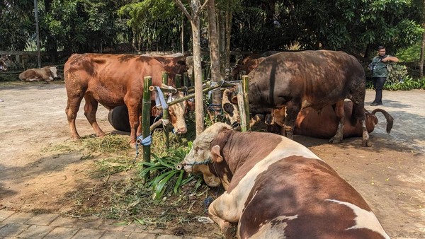 Prabowo Salurkan 109 Hewan Kurban untuk Warga di Bogor, Daging Dibagikan ke 34 Ribu Penerima