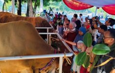 Masjid Istiqlal Terima Puluhan Hewan Kurban, Ada Sumbangan dari Gereja Katerdal