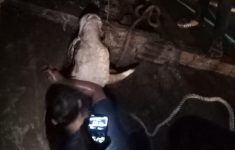 Sapi Limosin Ngamuk Saat Hendak Diikat di Cileungsi, Terperosok ke Parit Sedalam 3 Meter