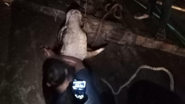 Sapi Limosin Ngamuk Saat Hendak Diikat di Cileungsi, Terperosok ke Parit Sedalam 3 Meter