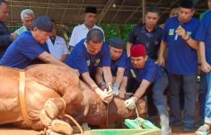 Prabowo Kurban Sapi Limosin 1,1 Ton di Jaksel, Wali Kota Turun Langsung Menyembelih