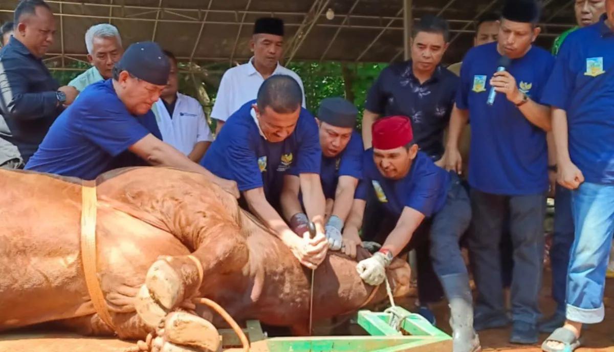 Prabowo Kurban Sapi Limosin 1,1 Ton di Jaksel, Wali Kota Turun Langsung Menyembelih