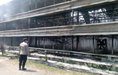 Kebakaran Kandang Ayam di Ciseeng Bogor Rugikan Rp 15 Miliar, 150 Ribu Ayam Hangus Terbakar