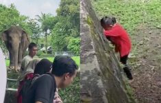 Viral Bocah Masuk Area Gajah Ragunan, DPRD DKI Minta Sistem Keamanan Dievaluasi