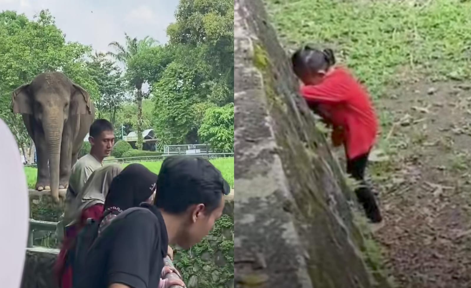 Viral Bocah Masuk Area Gajah Ragunan, DPRD DKI Minta Sistem Keamanan Dievaluasi