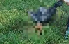 Tragis! Bocah 9 Tahun Ditemukan Tewas di Bogor, Diduga Digigit Anjing Pemburu