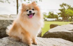 Heboh! Pria Lecehkan Anjing Pomerania di Jakut, Polisi Duga Pelaku Punya Kelainan Seksual