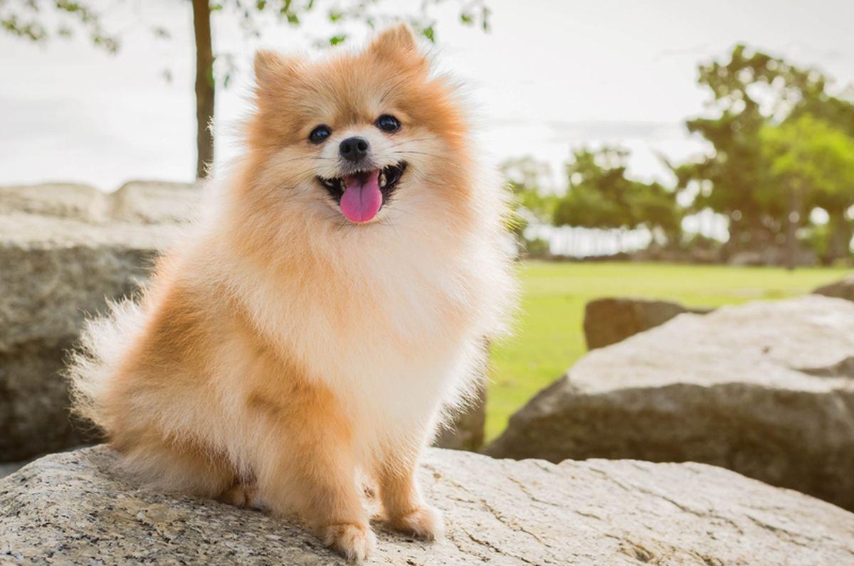 Heboh! Pria Lecehkan Anjing Pomerania di Jakut, Polisi Duga Pelaku Punya Kelainan Seksual